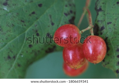 Close-up shot of red berries with leaves