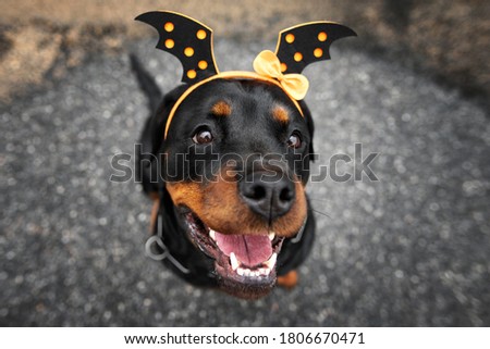 happy rotttweiler dog in a Halloween headband, top view portrait outdoors
