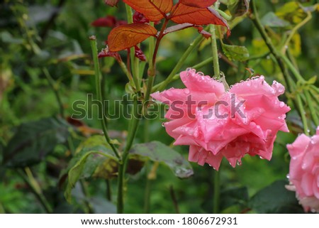 Natural Pink Rose Macro Photo