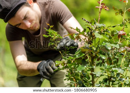 young handsom gardener man pruning roses in the garden
