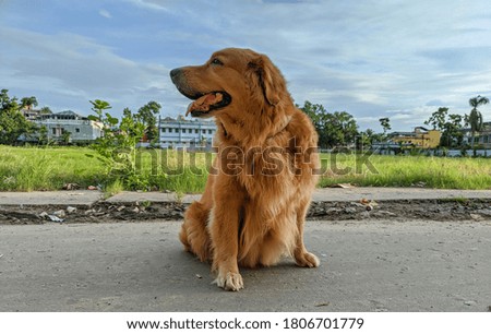 Melody Golden Retriever is sitting on a road at Baruipur