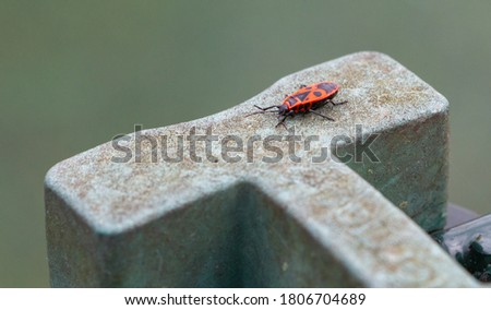 A picture of a box elder bug on top of a greenish stone ledge.