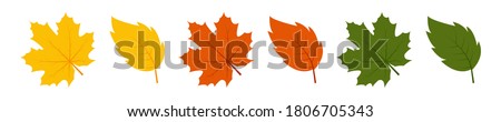 Various autumn leaves on white background. Vector illustration realistic autumn fallen leaves. Leaf in red, yellow, and green colors. Autumn background. Royalty-Free Stock Photo #1806705343