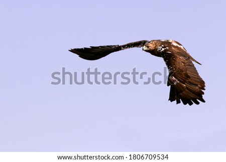 Spanish Imperial Eagle adult male flying with the first light of day