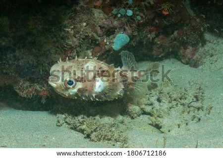 Long-spine porcupinefish or freckled porcupinefish (Diodon holocanthus) Mindoro, Philippines