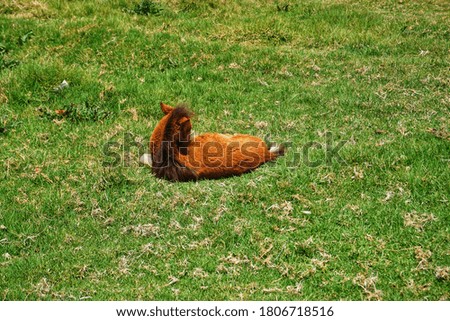 A baby horse is sleeping in the meadow.