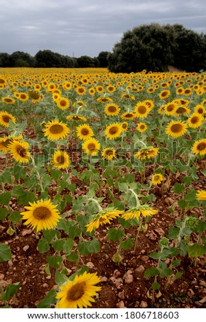 Field of yellow sunflowers in spring. Sunflowers from Spain.