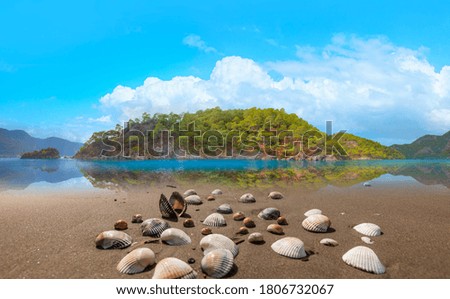 Beautiful landscape with shells on tropical beach