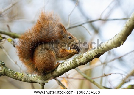 Curious red squirrel, sciurus vulgaris, biting cone on branch in autumn nature. Little animal with bushy tail sitting on twig in forest. Interested orange mammal looking on tree. Royalty-Free Stock Photo #1806734188