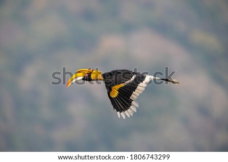Big bird flying on blue sky, Female of Great Hornbill