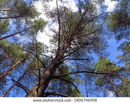 photo of pine forest view of the sky and treetops. bottom view. forest landscape