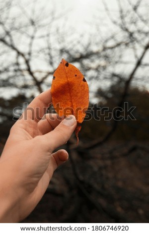 woman holding fallen leaf in burned down woods. high contrast foggy woods