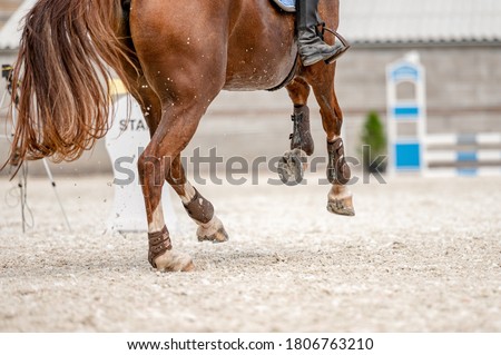Detail of horse hooves from showjumping competition. Royalty-Free Stock Photo #1806763210