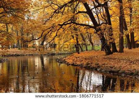 beautiful view of the autumn park: old trees with yellow leaves on black branches bent over the water, autumn picture