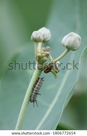 Caterpillar Swallowtail with green background