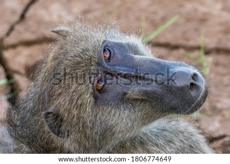 A close up of a naughty and alert baboon watching you in Kruger NP, South Africa