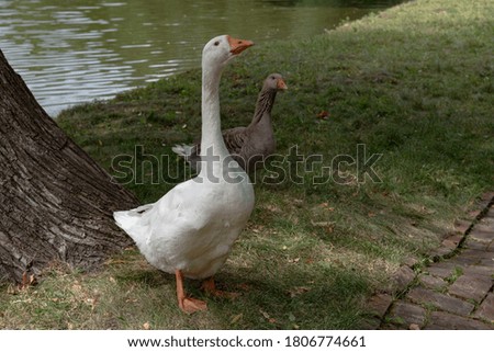 Two geese on a meadow