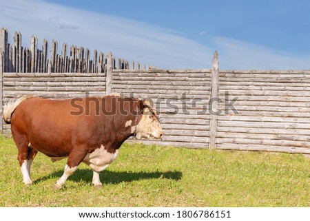 bull, a big bull with a ring in its nose, stood majestically in a lush summer meadow by a wooden fence, a milk bull grazing in a green meadow. Landscape, horizontal. Symbol of 2021. Zodiac sign Taurus