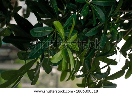Green Leaves Picture with Brown Branches 