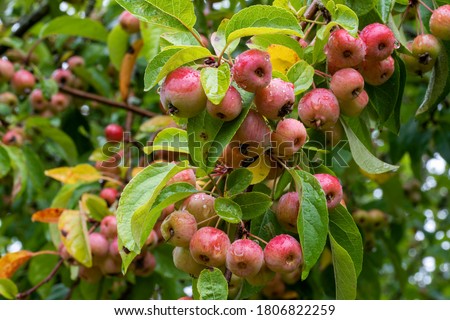 Close up of red crab apples, Malus 'Evereste', amongst green leaves, wet with rain on tree branch. Fruits and green leaves blurred in the background. Royalty-Free Stock Photo #1806822259