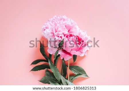 peonies bouquet flowers in full bloom vibrant pink color isolated on pale pink background. flat lay, top view, space for text