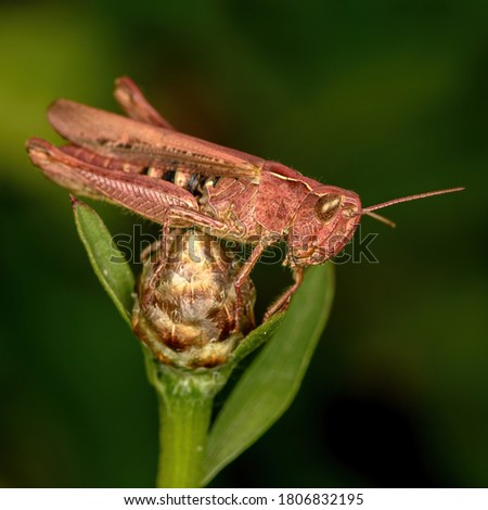 locusts sit on a green branch of a plant, close-up, in natural conditions