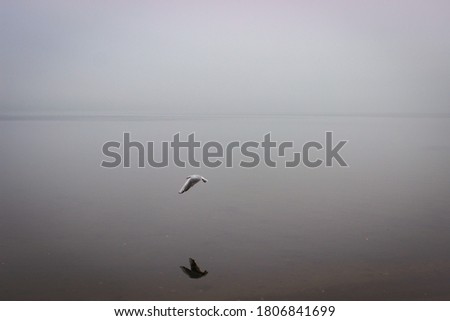 A Gull In Flight Over Water, Its Image Is Reflected In Water. In The Background, The Lake Is Covered With A Mystical Fog.
