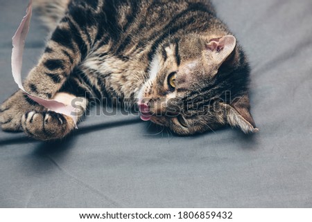 Cat with tongue out, cat playing with fabrics