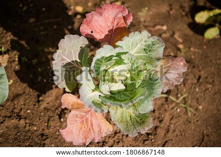 Autumn green cabbage in the garden