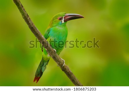 Tropic wildlife. Crimson-rumped Toucanet, Aulacorhynchus haematopygus, green and red small toucan bird in the nature habitat. Exotic animal in tropical forest, green mountain vegetation, Ecuador.