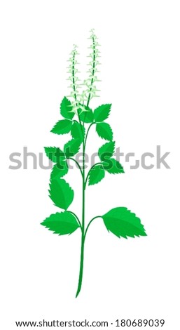 Vegetable and Herb, Vector Illustration of Holy Basil or Sacred Basil Plant with Blossom Used for Seasoning in Cooking. 