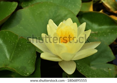 Close up of a yellow lotus flower on the surface of the pond