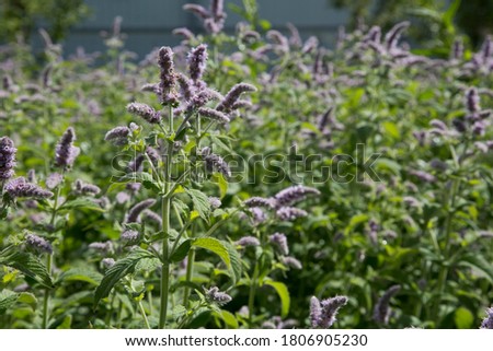 
blooming lemon balm on a field blurred background