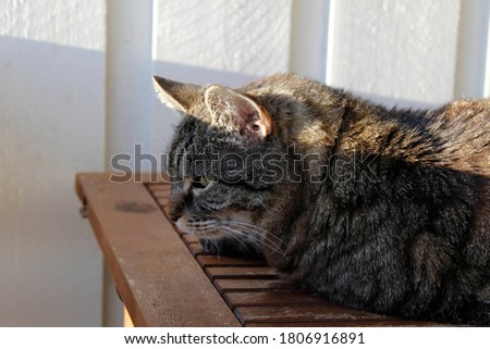 Closeup picture of a striped cat