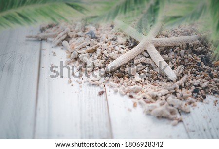 White wooden planks with star fish and sea shell  on background and  palm leaves on foreground,summer concepts
