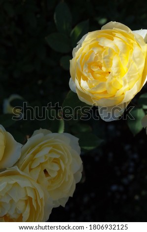 Light Yellow Flower of Rose 'Koikirara' in Full Bloom
