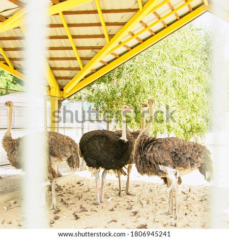 African ostriches, big birds, ostrich eggs, feathers, ostrich feathers, ostrich head, beak, beak, flightless birds, ostrich farm, bird farm, aviary, zoo, bird zoo, beautiful birds