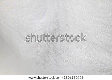 Closeup soft cat fur blurred background. Blur white wool cat texture. Royalty-Free Stock Photo #1806950725