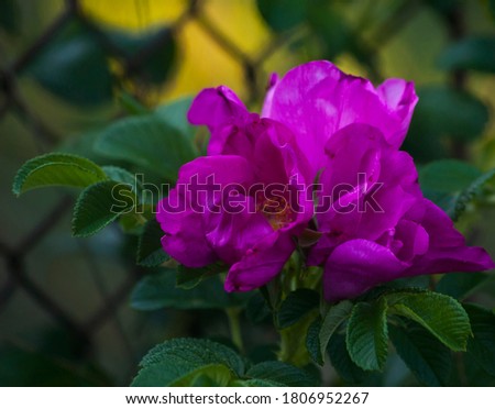 Pink flower in the garden.