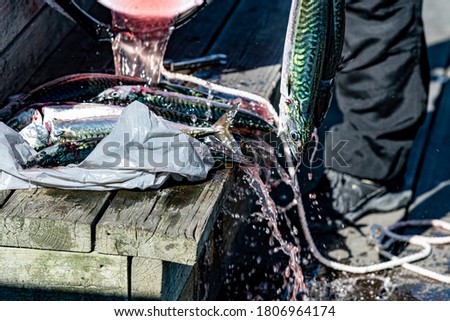 A fresh catch of mackerel is rinsed and cleaned. Closeup picture