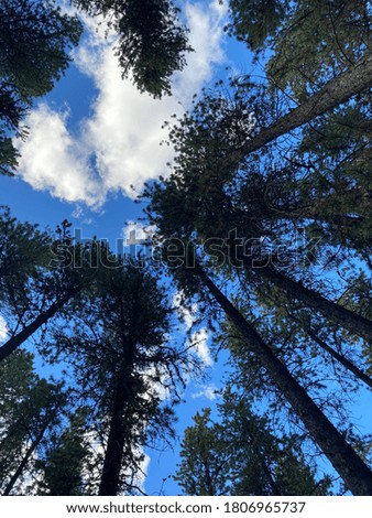 Beautiful blue skies with tall trees