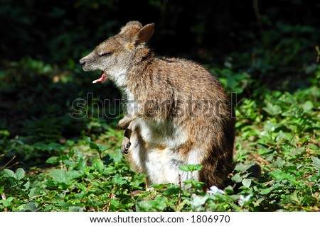 Kangaroo Wallaby