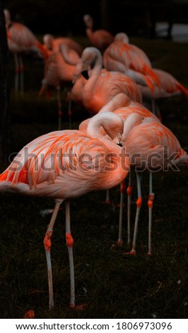 Group of flamingos beautiful picture