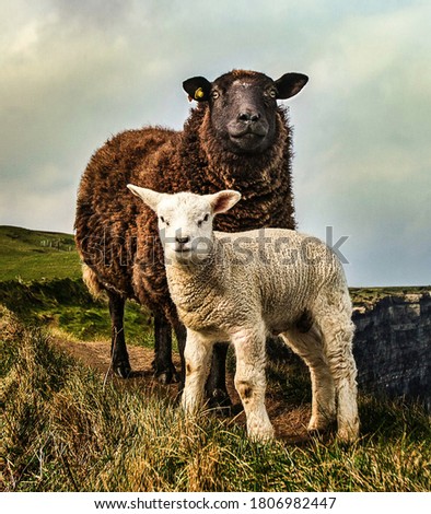 two sheep grazing on the hill