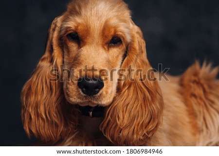 Cocker spaniel puppy at the dark background