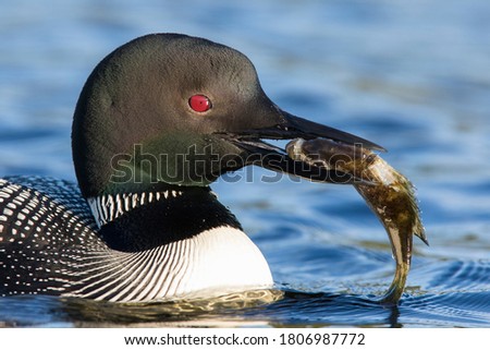 common loon or great northern diver (Gavia immer) fishing Royalty-Free Stock Photo #1806987772