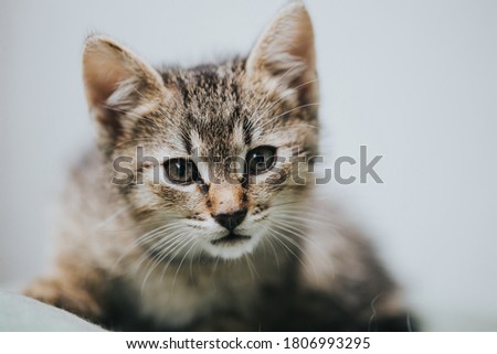 Portrait of beautiful little cat. 