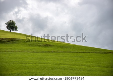 a lonely tree on a lush green meadow in the Allgäu Alps Royalty-Free Stock Photo #1806993454