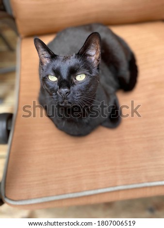 Head shot of black domestic short haired male on brown cushion.