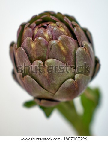                           Artichoke  picture, fresh, green and healthy   